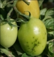 Start managing for bacterial diseases in field tomatoes at transplanting