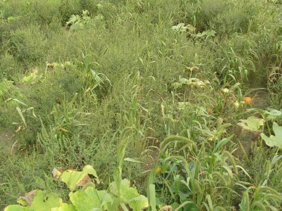 Weed Control in Pumpkins and Winter Squash