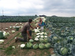 2008 Kraut Cabbage Variety Trial