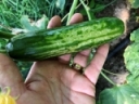 Thrips damage to High Tunnel Cucumbers