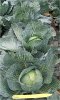 2009-2010 Storage Cabbage Variety Evaluation