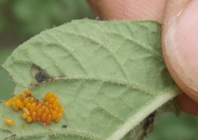 Insecticides Labeled for Colorado Potato Beetle