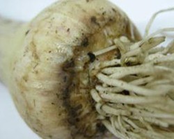 Testing for Garlic Bloat Nematode