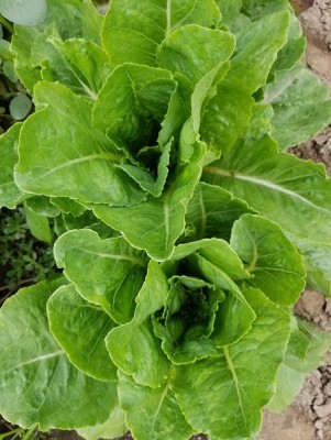 2018 Lettuce Variety Trial First Planting Results