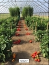 High Tunnel Crop Study - cherry tomatoes, peppers and winter spinach fertility