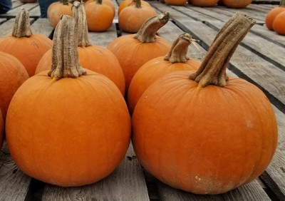 2018 Pumpkin Variety Trial Results Report and Slideshow