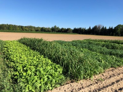 Recording of Fitting  Cover Crops in Vegetable Systems Webinar Nov 8, 2018