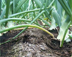 Preventing Muck Soil Erosion by Reducing Tillage in Onion Production