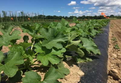 What do biofungicides add to vegetable disease management? Part 1 - Introducing