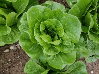 2018 Summer Romaine Lettuce Variety Trial