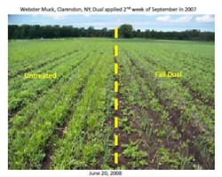 Fall Application of Dual Magnum for Yellow Nutsedge Control in Muck Onions