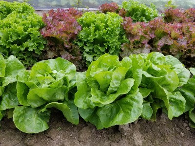 2017 and 2018 Lettuce Variety Trial Results