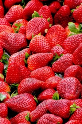 Understanding Strawberry Root Problems That Impact Berry Farm Profitability