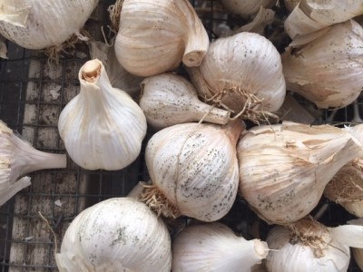 Garlic Mites