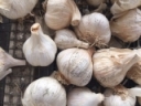 Eriophyid mites- micro-sourge of garlic