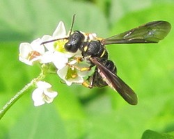 Buckwheat Strips as an Attractant of Pollinators for Vine Crops
