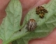 Buckwheat Strips to Attract Beneficial Insects in Potato Production