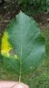 Marssonina Leaf Blotch of Apple - A Growing Problem in South-Eastern New York