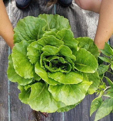 2019 Romaine Lettuce Summer Variety Trial