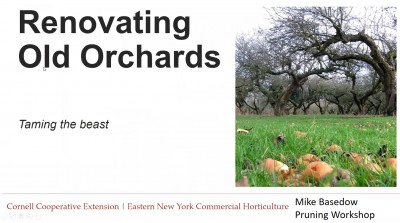 Renovating Old Orchards