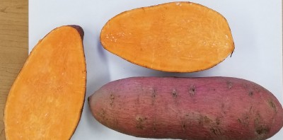 2019 Sweet Potato Variety, Slip Production, Slip Size Trials