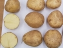 2019 Potato Variety Trial Results