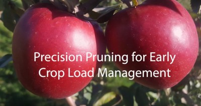 Precision Pruning for Early Crop Load Management