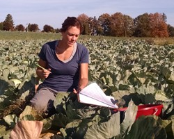 Understanding Nitrogen Use in Cabbage: New York Study, 2014-2016