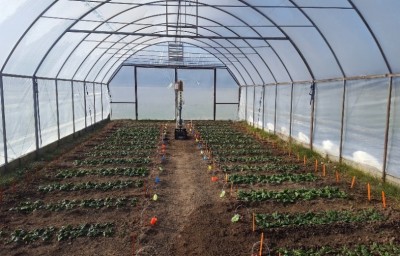 Optimizing Nitrogen Fertility for Overwintered High Tunnel Spinach