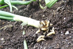 Seed Treatments for Onion Maggot Control in Onions