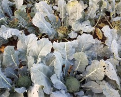 Fungicide "Cheat Sheet" for ALS and Head Rot in Broccoli and Other Cole Crops