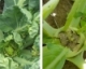 New Crop Rotation Recommendations for Swede Midge