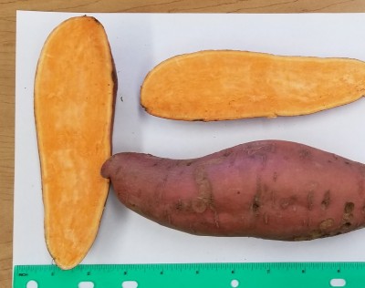 2020 Sweet Potato Variety Trial Results