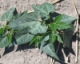 2015 Lima Bean Herbicide Chart
