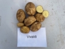 Small-Scale Fresh Market Potato Variety Trial Results