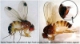 Spotted Winged Drosophila found locally and throughout New York and New England
