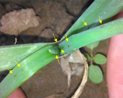 Insecticide Programs to Consider for Onion Thrips Control in Onion in 2023