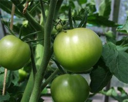 Why Aren't My Tomatoes Ripening?