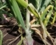 Video: How to Identify Foliar Symptoms of Bacterial Disease in Onion