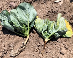 Cabbage Maggot Control in Brassicas, 2024
