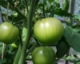 Why Aren't My Tomatoes Ripening?
