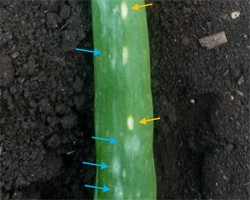 Know the Difference: Botrytis Leaf Blight Halo Lesions vs BLB Necrotic Spots