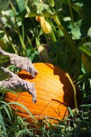 Early Pumpkin Ripening