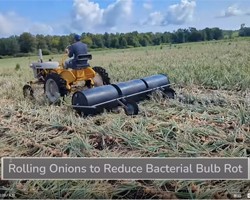 Video: Rolling Onions to Reduce Bacterial Bulb Rot