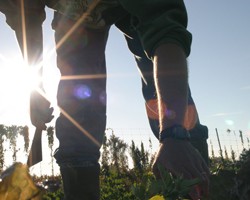 Collaborative Marketing for Small Farms